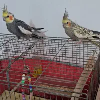 عروس هلندی طوطی پرنده