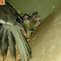 جوجه ی عروس هلندی