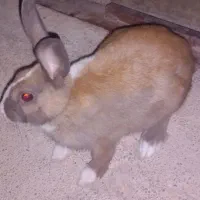 خرگوش