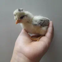 ۴ عدد جوجه گلین محلی اصل اصل خمونی کاکلی پاپر
