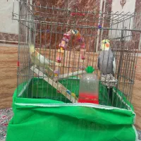 عروس هلندی