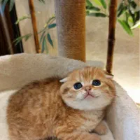 گربه اسکاتیش گلد تپلی و قشنگ