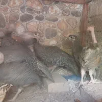مرغ شاخ دار یک میلیون