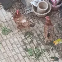 مرغ شیرین کر