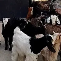 بزغاله نر و ماده گوسفند بره میش