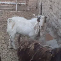 نری نژاد افغان