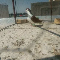 کبوتر چپ قرمز
