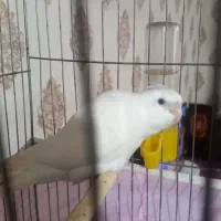 دوجفت عروس عالی وسه جوجه عروس هلندی