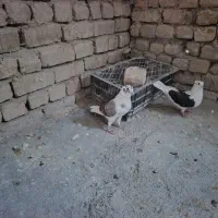 کبوتر زیبا پرشی