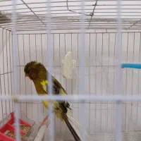 قناری ماده سوپر درشت