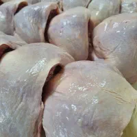 رون سایز سسنه ممتاز قیمت عمده