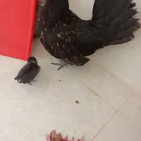 مرغ با دوجوجه