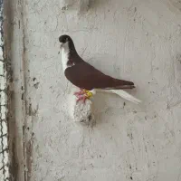 کبوتر خوشرنگ سرخ