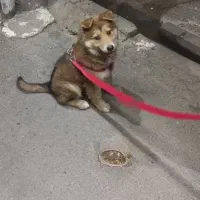 سگ/سگ