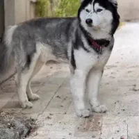 سگ هاسکی را پیدا کنید