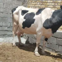 گاو شیری شکم سوم