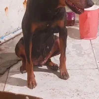 ماده دوبرمن