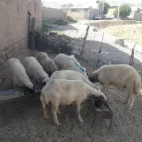 ۷راس میش درجه یک داشتی برگرفته جفتی۵۰ملیون
