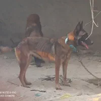 سگ نرو ماده جفت