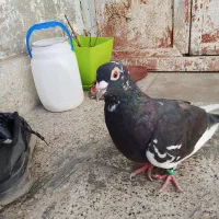 کبوتر