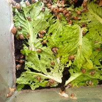 حلزون|خزنده|اراک, |دیوار