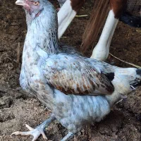 مرغ و بارنه