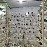 کبوتر در  کرج .کفتر فروشی ‌.کبوتر خانه
