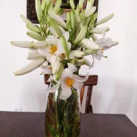 لیس هندی بسیار چشم نواز و با عطر و بوی ماندگار