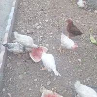 جوجه مرغ
