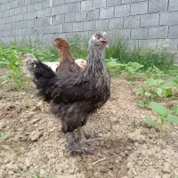 جوجه مرغ و خروس محلی بومی تخم گذار