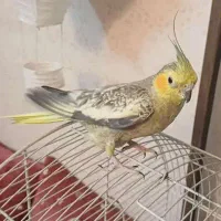 عروس هلندی