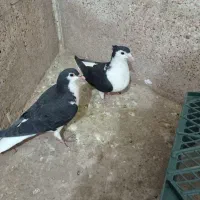 کبوترساده