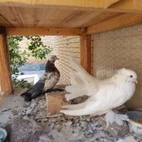 کبوتر چتری تزیینی