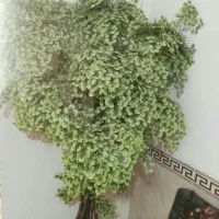 گلدان مصنوعیلد