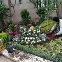 خدمات باغبانی باغچه کاری تعویض خاک گلدان در تهران