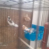 دوجفت فنج بنگالی نروماده سالم وسرحال