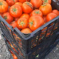 رقم بروبیو،باسیمو،برنتا،بدرو