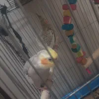 یک جفت عروس هلندی با دوتا جوجه