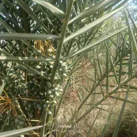 فروش زمین باغی