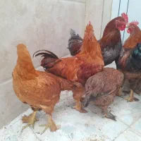 مرغ و خروس