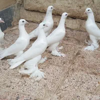 جوجه کبوتر لوتی
