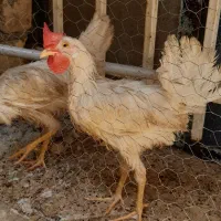 خروس کاملا خانگی