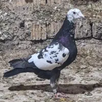 فروش یه جفت سلیمانی درجه ۱