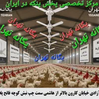 پنکه سقفی مرغداری مرغ داری پرورش طیور ماکیان