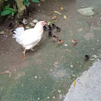 جوجه اردک و جوجه مرغ فروشی