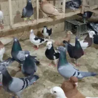 کفتر آلمانی طوقی زرد طوقی هفت رنگ سینه کله سار