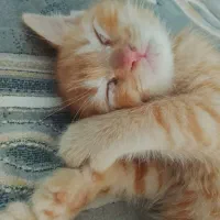 بچه گربه