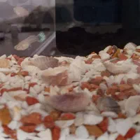 ماهی نژاد گوپی سنگاپور مسکو