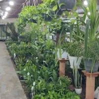 انواع گل‌های آپارتمانی