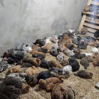 فروش جوجه محلی ۴ماه ونیم  یکجا
